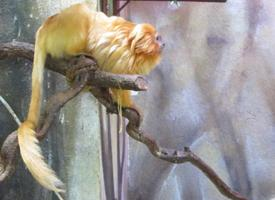 Foto: Golden lion tamarin