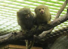 Foto: Western pygmy marmoset