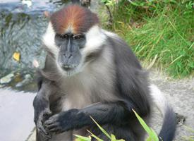 Foto: Collared mangabey