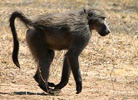 Foto: Chacma baboon