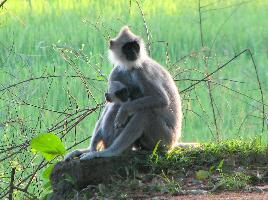 Foto: Northern plains gray langur