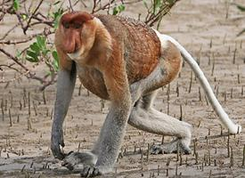 Foto: Proboscis monkey