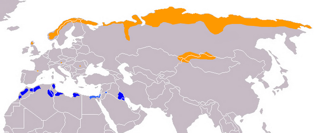 Foto: Eurasian dotterel - răspândire